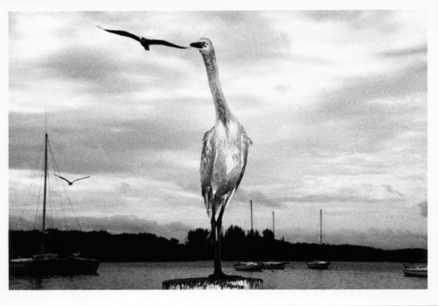 GreatEgretKeyBiscayne c.1988