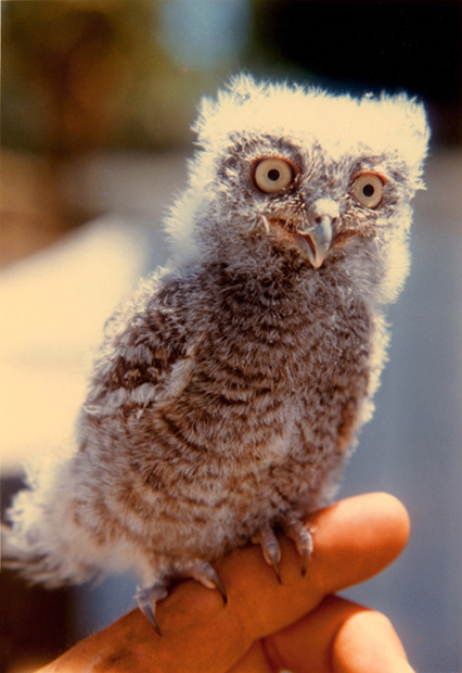 Peepers - 1988