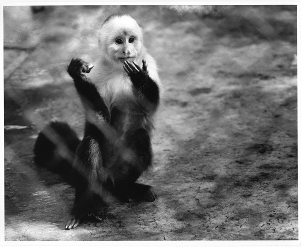 Ron'sMonkey - 1999