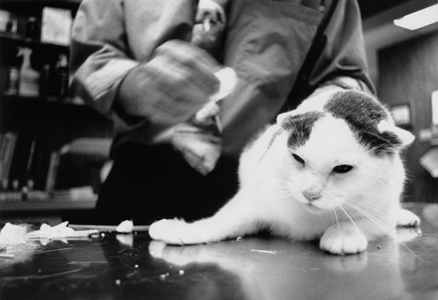 Veterinarian1 - 1995