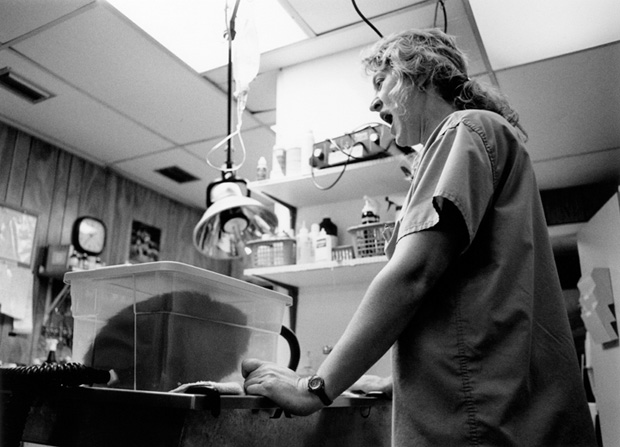 Veterinarian3 - 1995