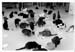 CatShelterFeed - 1996#CEA9