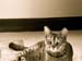 Squirt271-2008