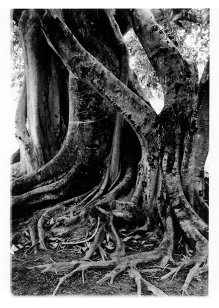 RootsFlorida - 1988