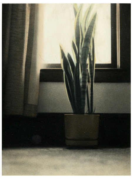 SnakePlant HandColor c.1984