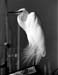 GreatEgret c.1988