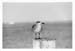LonesomeGull - 1987