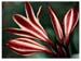 Red&WhiteFlower - 1988