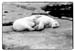 SleepingBears - 1980