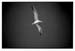 SoaringGull  - 1987