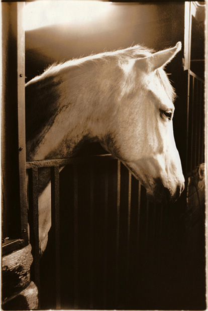 MagicalHorse - 1991
