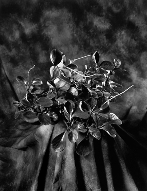 Peperomia - 1994
