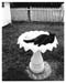BlackieBirdbath - 1990