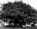 FicusOnFourth edit c.1996